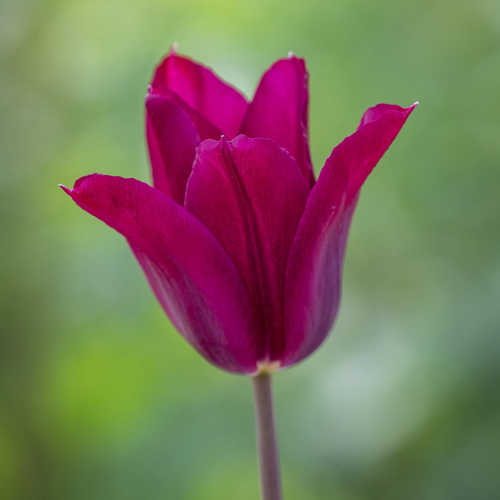 Tulip 'Purple Heart'
