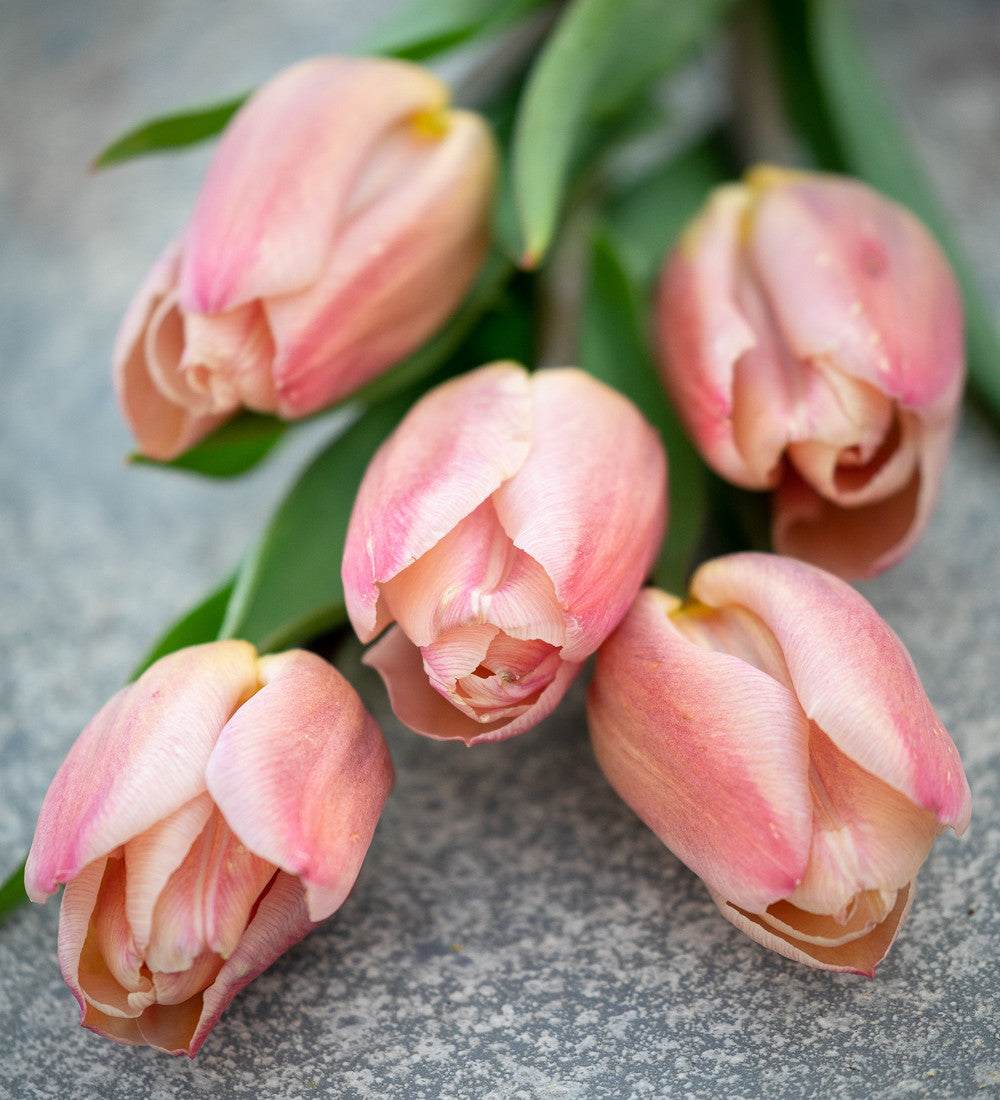 Tulip 'Apricot Copex'