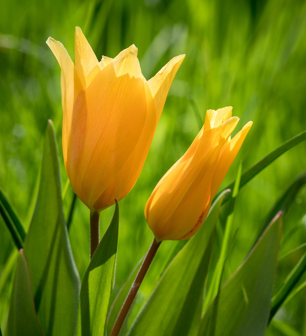 Tulip and Narcissus Naturalising Collection
