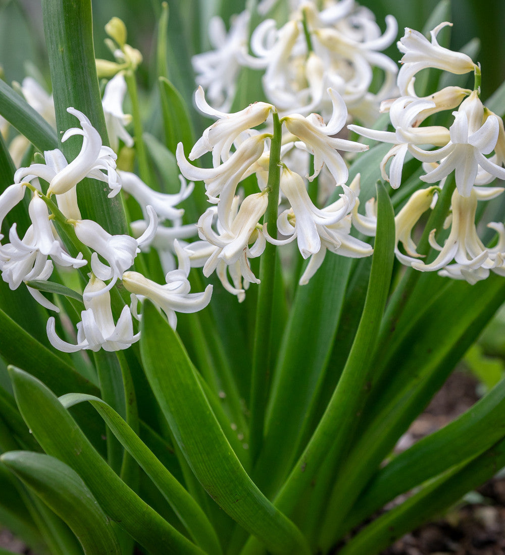 Hyacinthus orientalis 'White' (Multiflora)