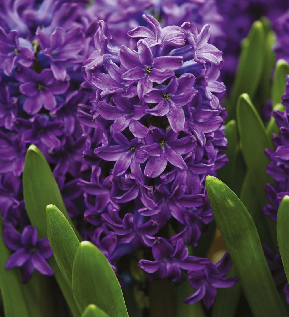 The Jewel Hyacinth Collection