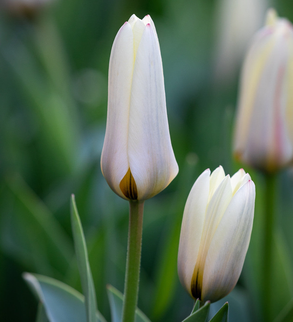 Tulip and Camassia Drift Mix