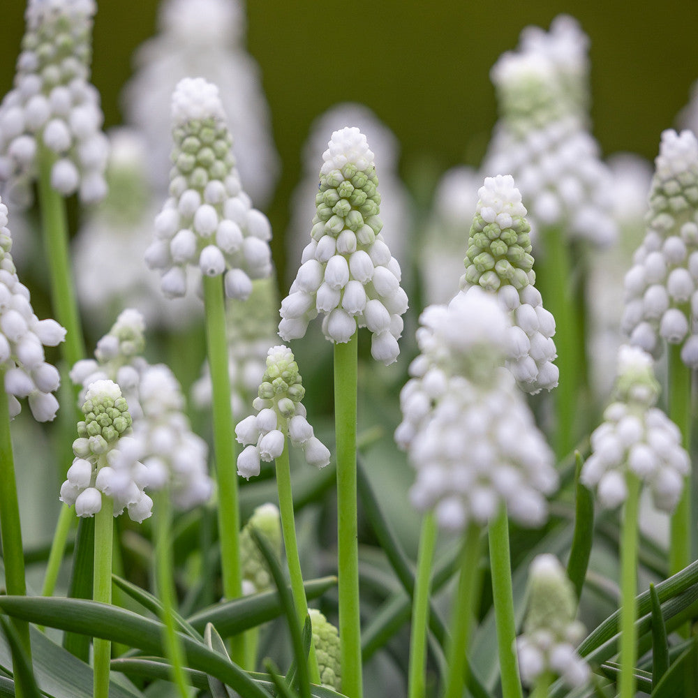 Muscari armeniacum 'Siberian Tiger'