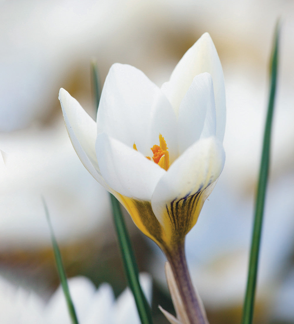 Crocus chrysanthus 'Ard Schenk'