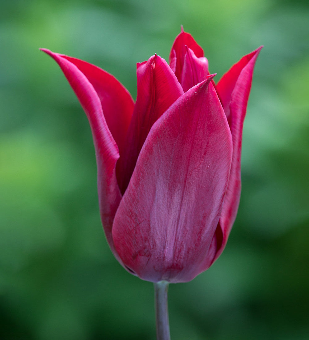 Spring Sunset Tulip Collection
