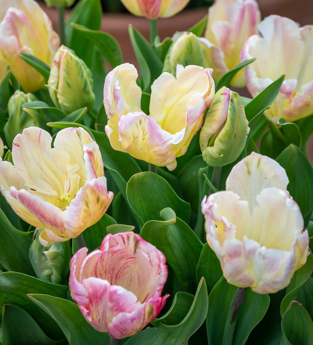 Tulip 'Cabanna'