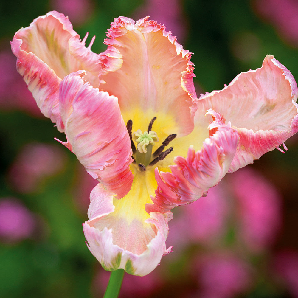 Tulip 'Cabanna'