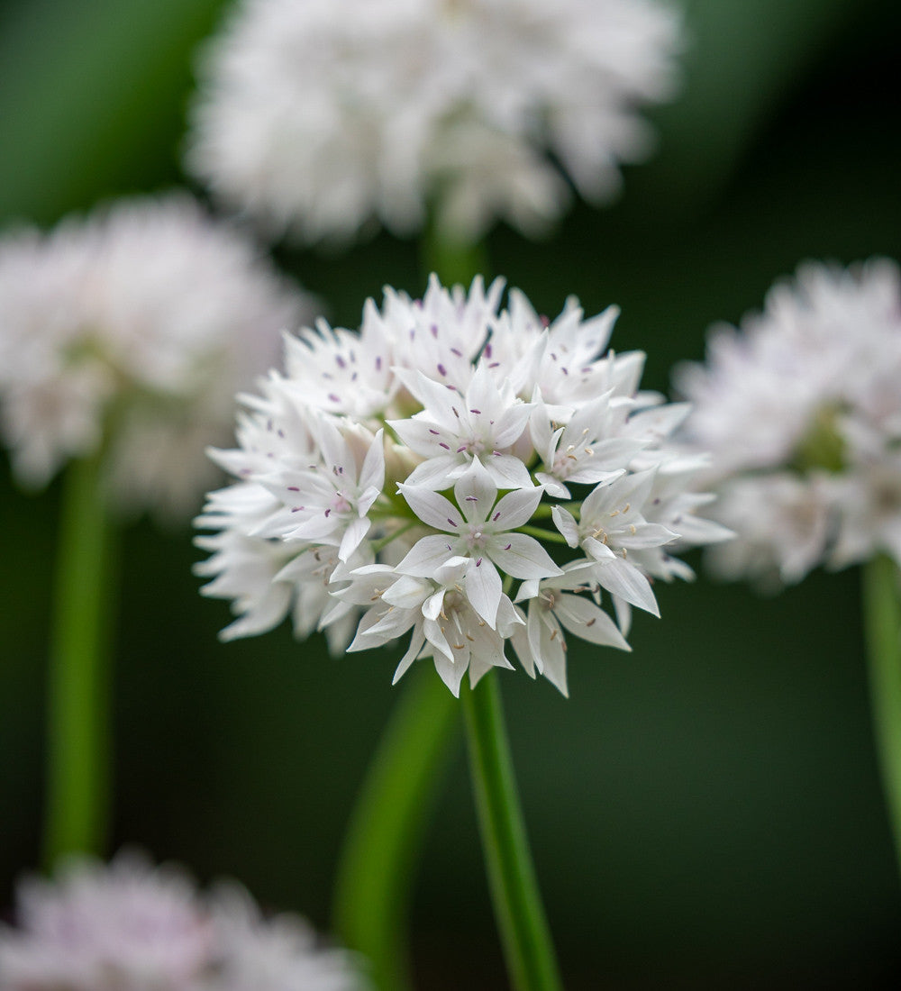 Miniature Jewels Allium Collection