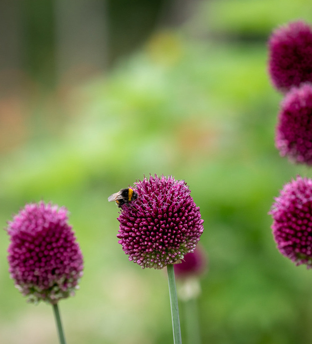 Miniature Jewels Allium Collection