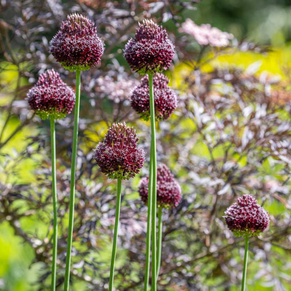 Allium 'Red Mohican'