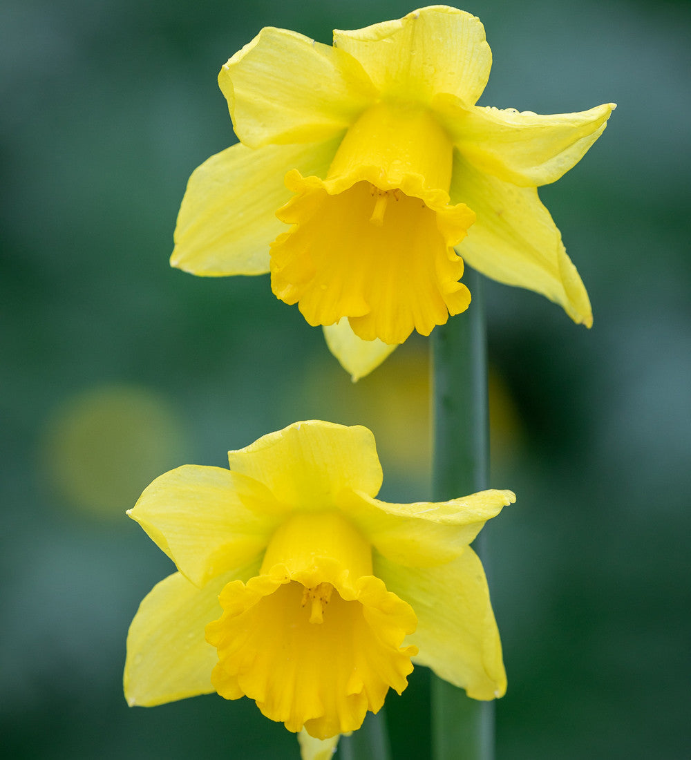 Narcissus 'Rijnveld's Early Sensation'