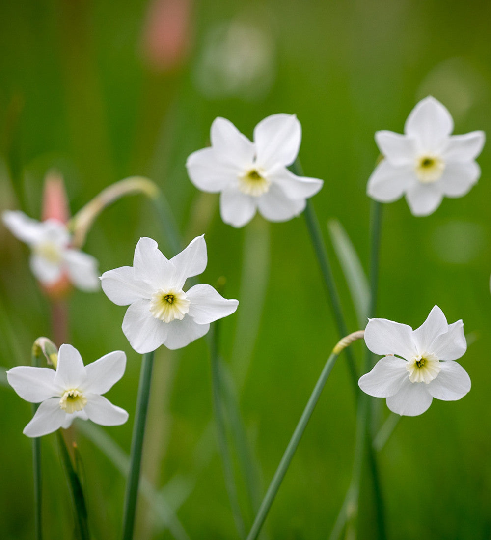 Scented White Narcissus Collection
