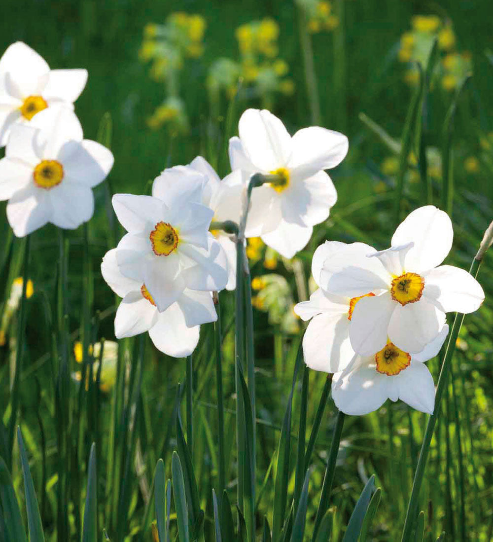 Pheasant's Eye Narcissus Collection