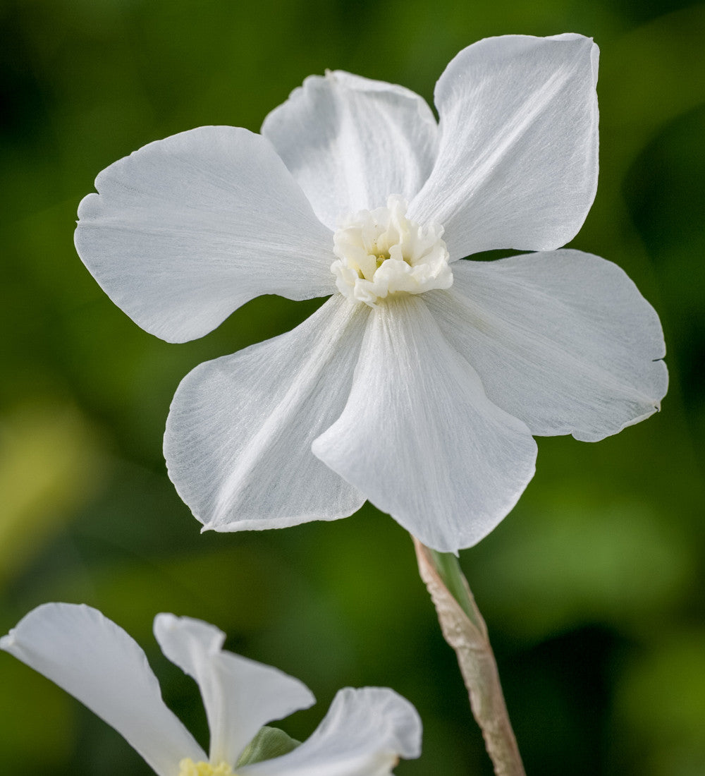 Pheasant's Eye Narcissus Collection