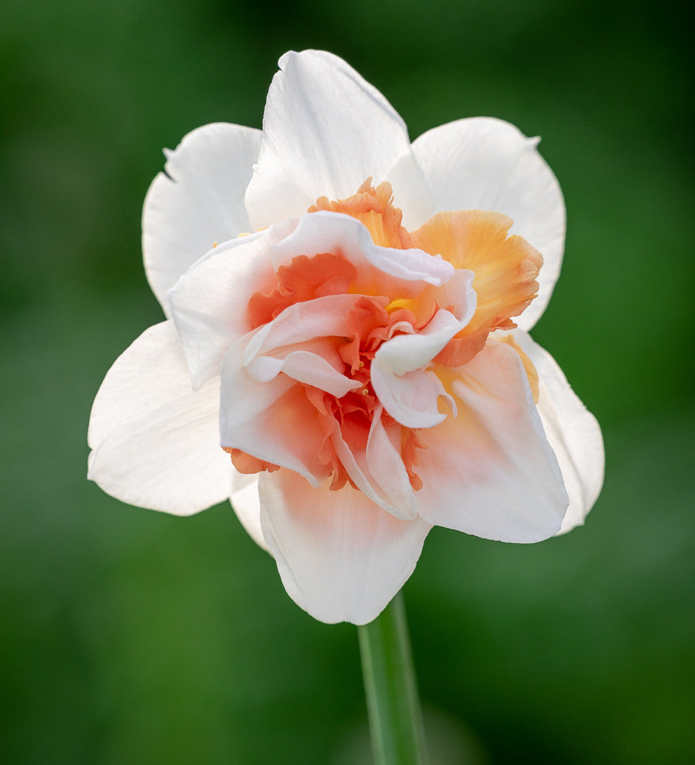 Narcissus 'My Story'