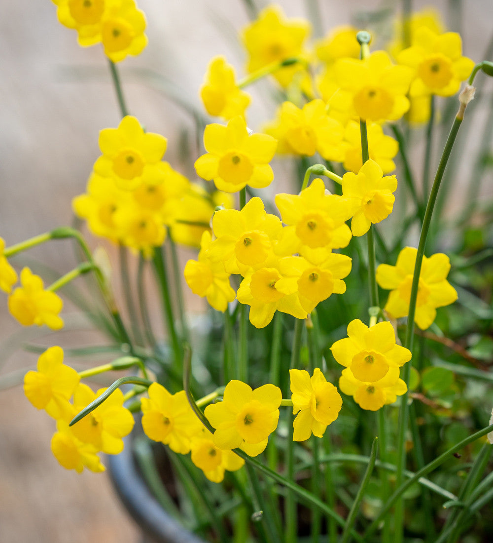 Narcissus 'More and More'