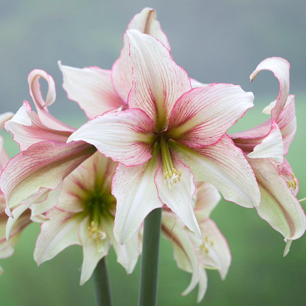 Sarah's Favourite Amaryllis Collection
