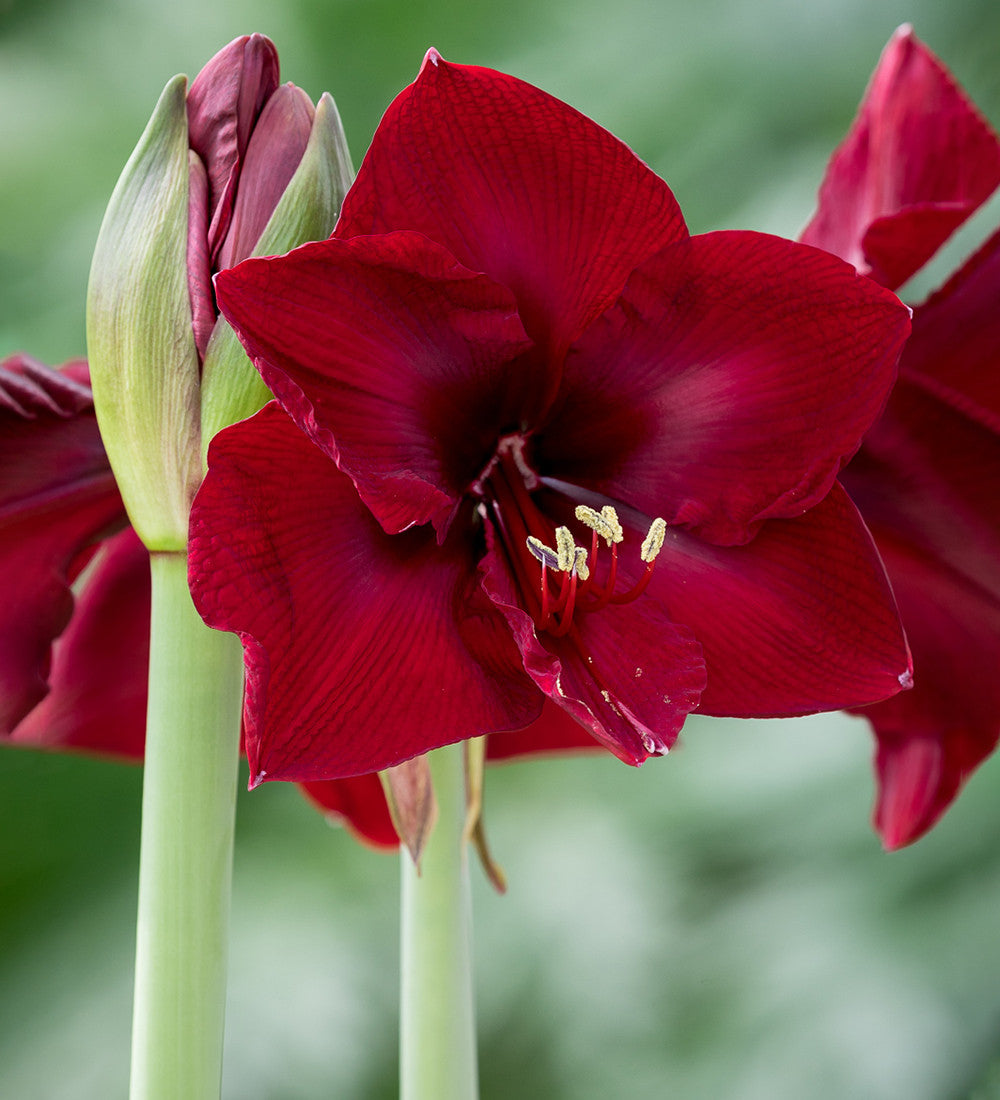 Sarah's Favourite Amaryllis Collection