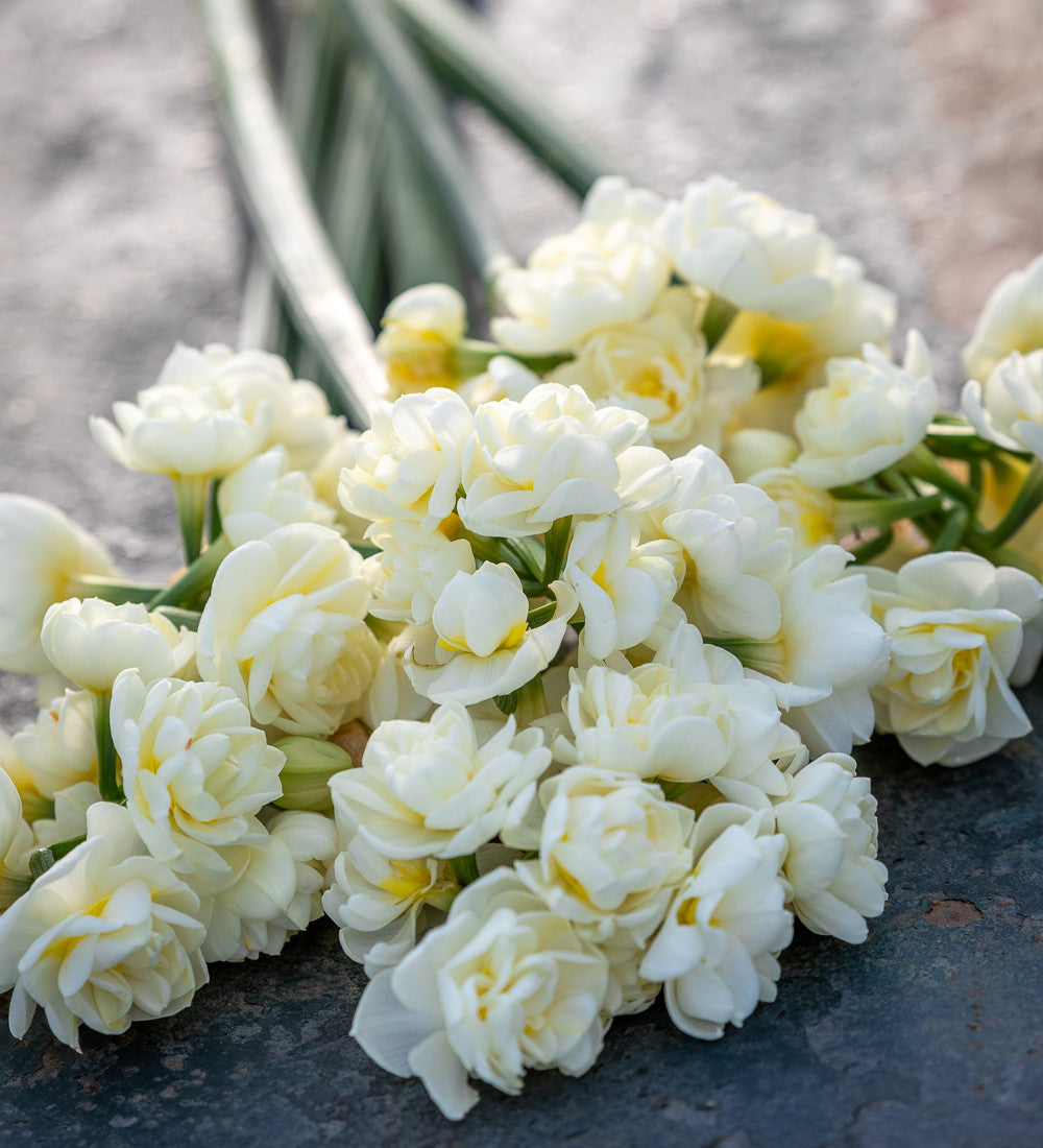 Narcissus 'Erlicheer'