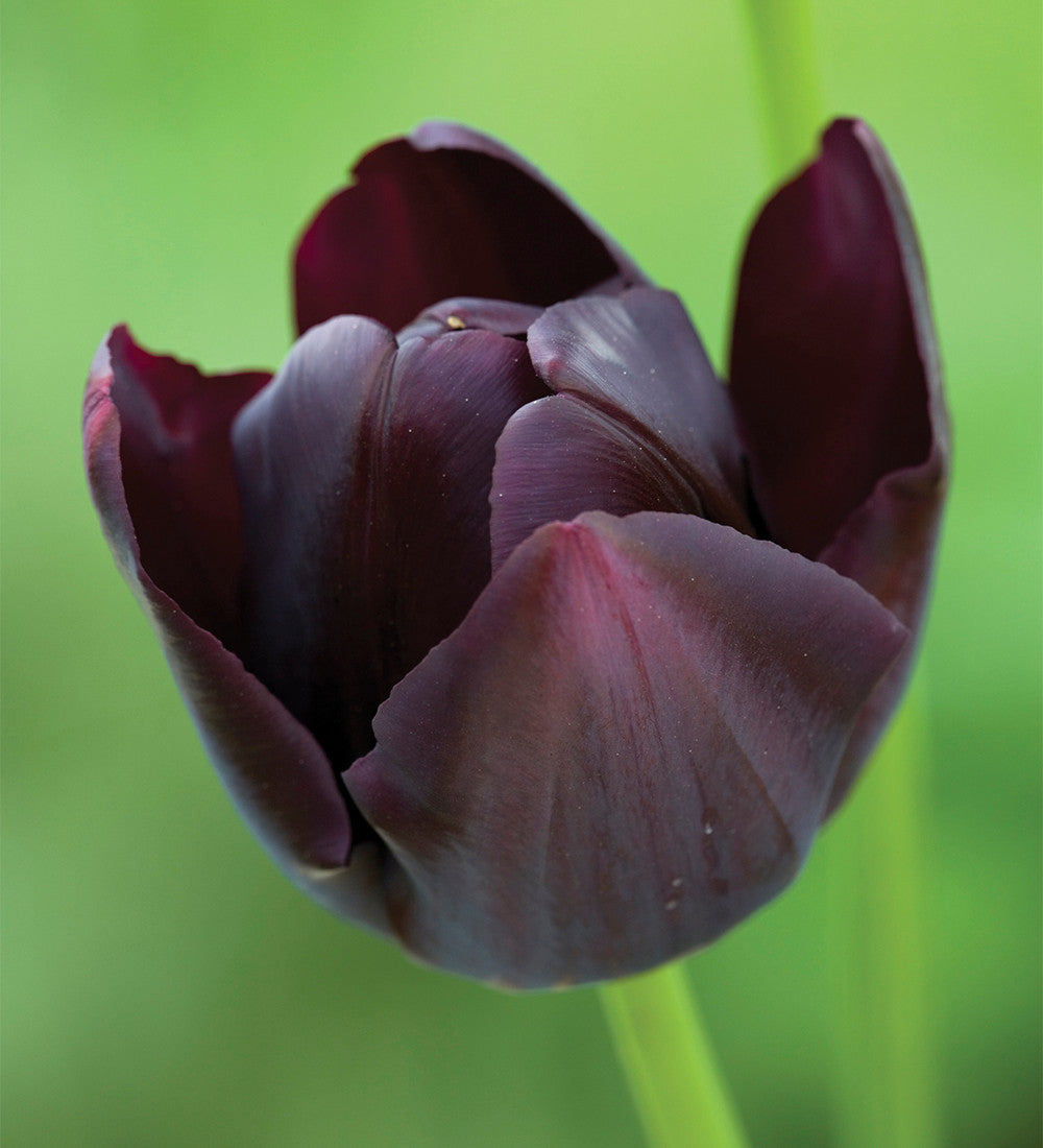 Tuscan Tulip Collection