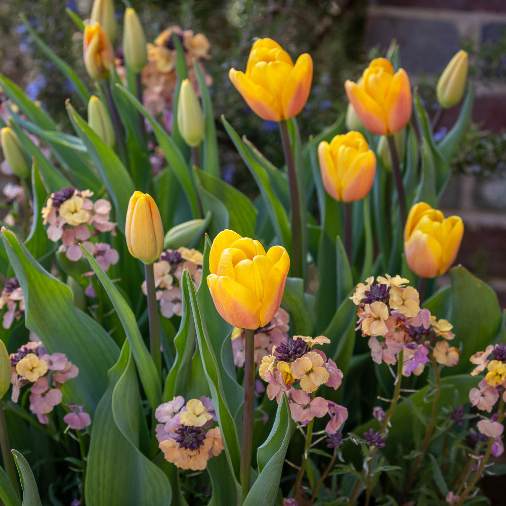 Tulip 'Bellville'