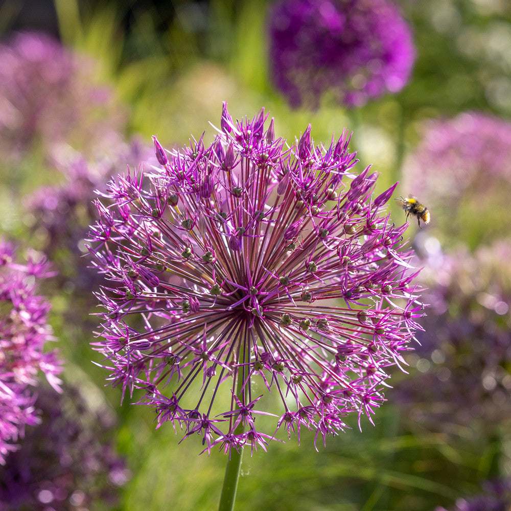 Best for Bees Allium Collection