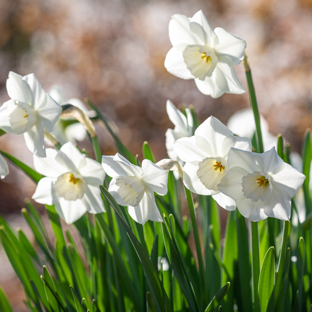 Dutch Yard Narcissus Collection