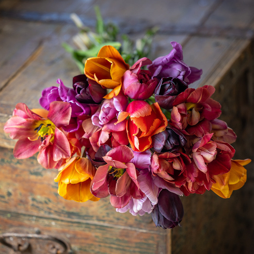 Ginger Snap Tulip Mix