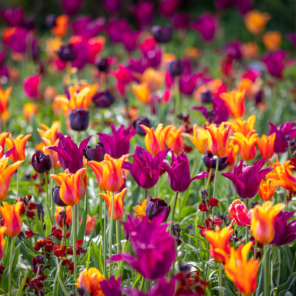 Trooping the Colour Tulip Mix