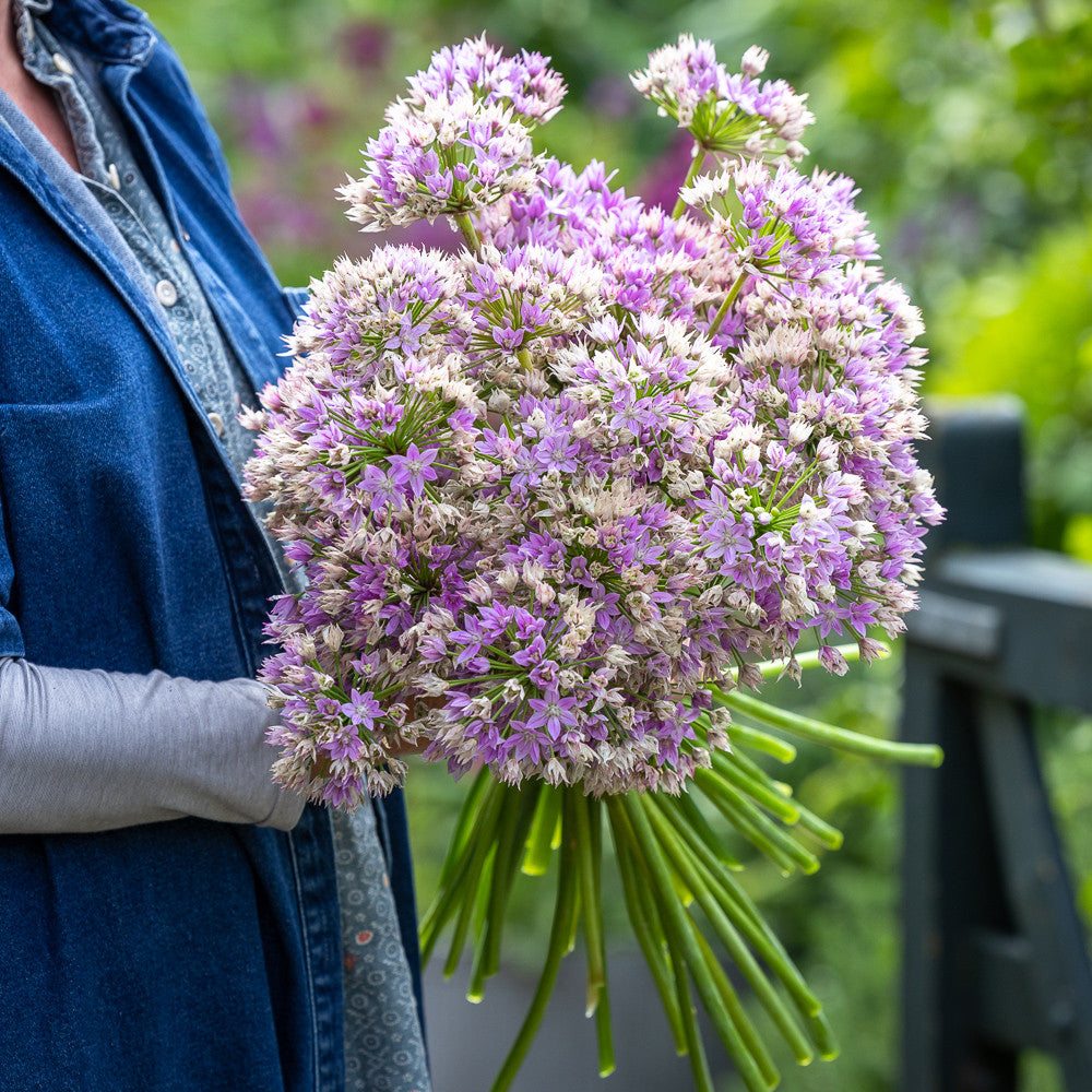Border Edge Allium Collection