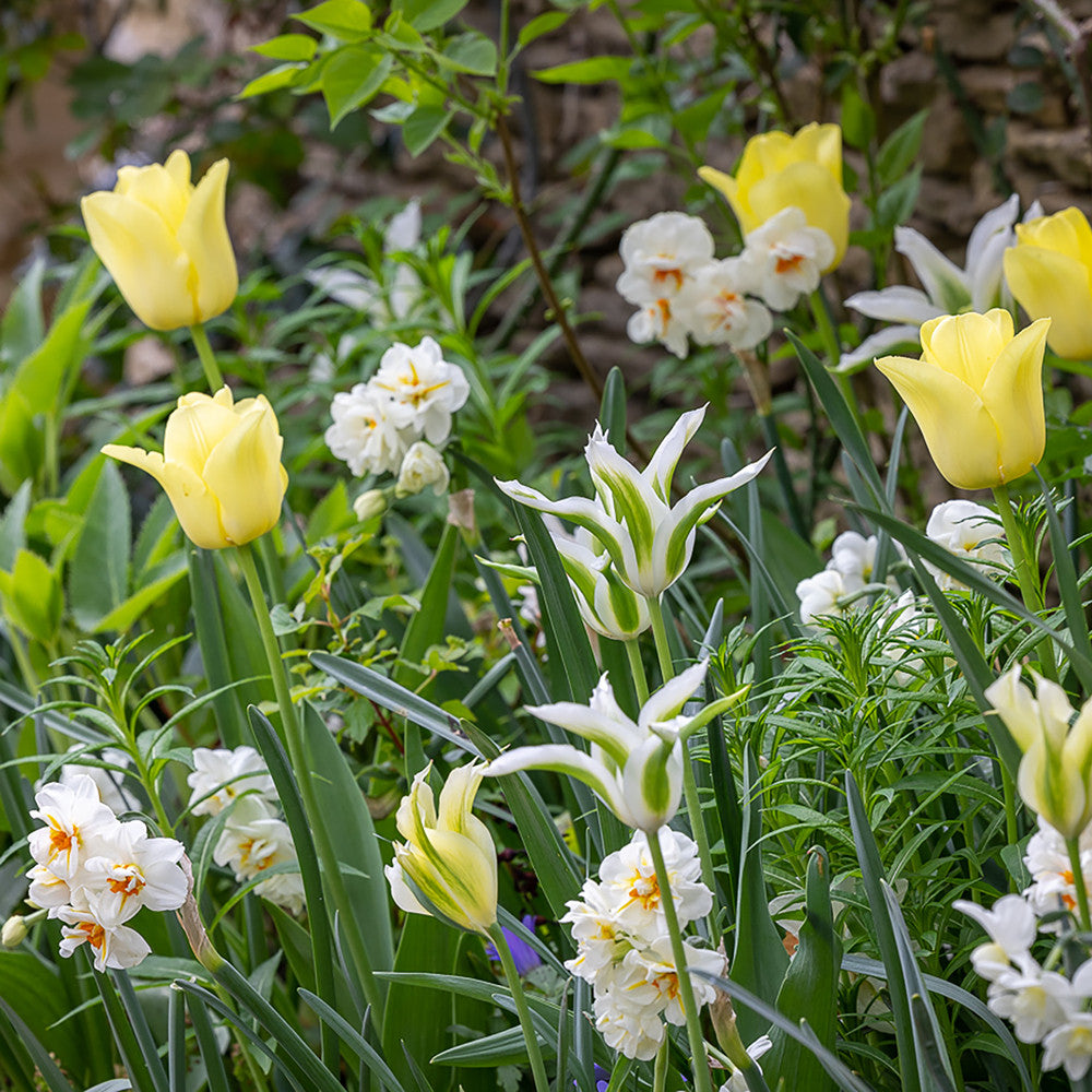 Shade Perennial Bulb Mix
