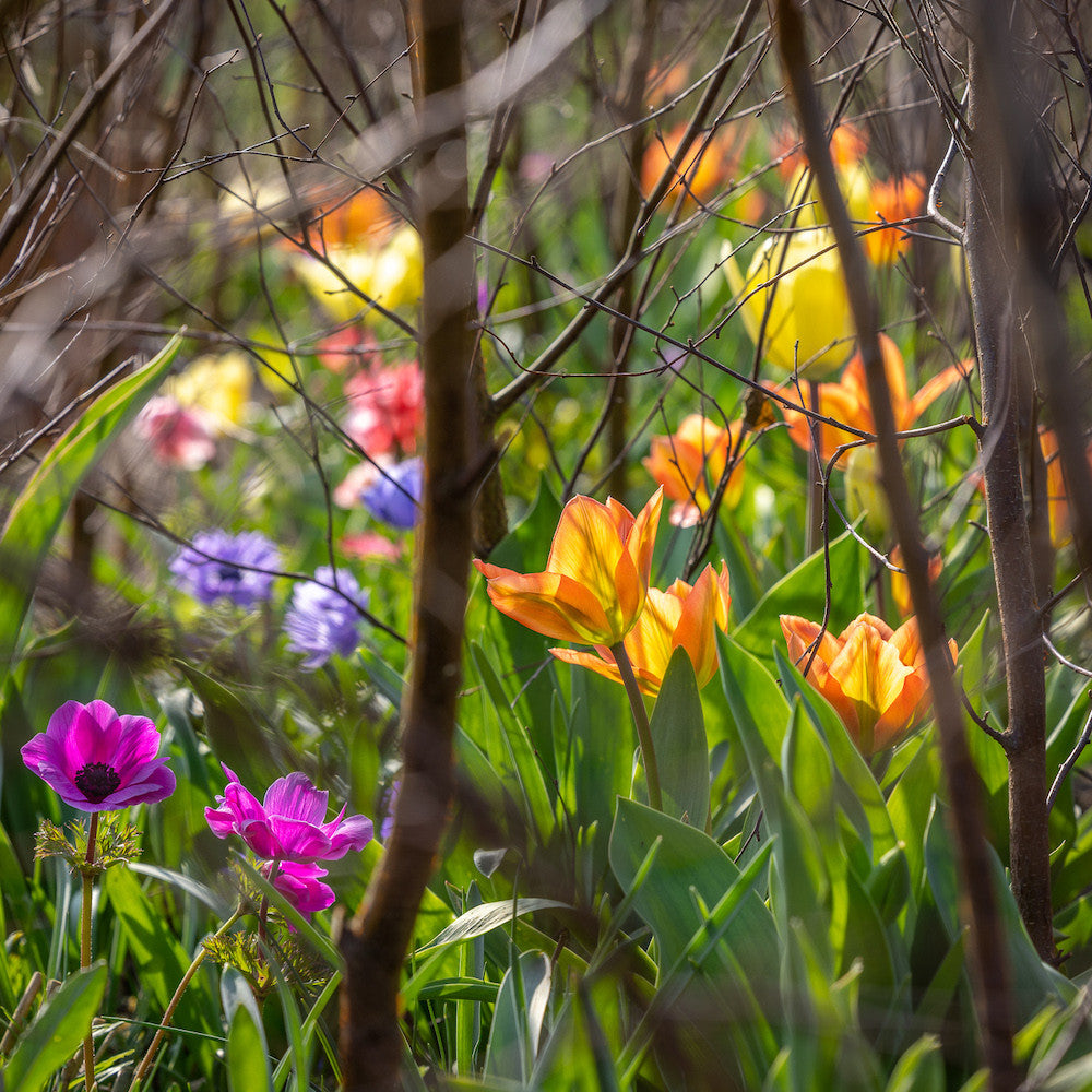 Early Spring Jewels Collection