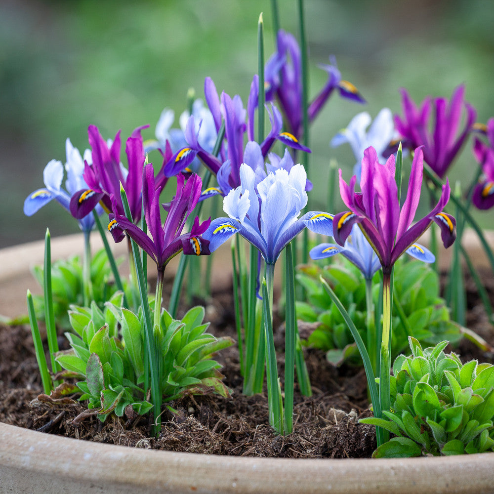 Iris Reticulata Mix