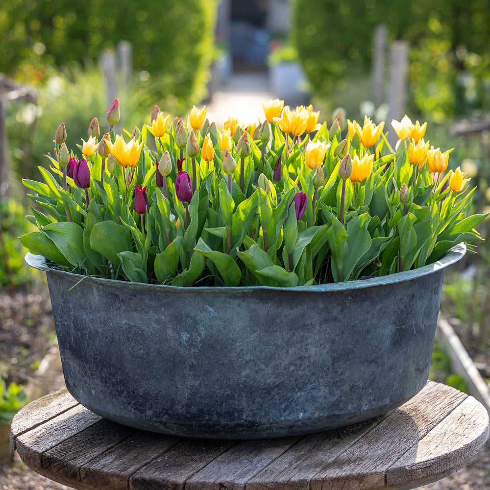 March to May Tulip Collection
