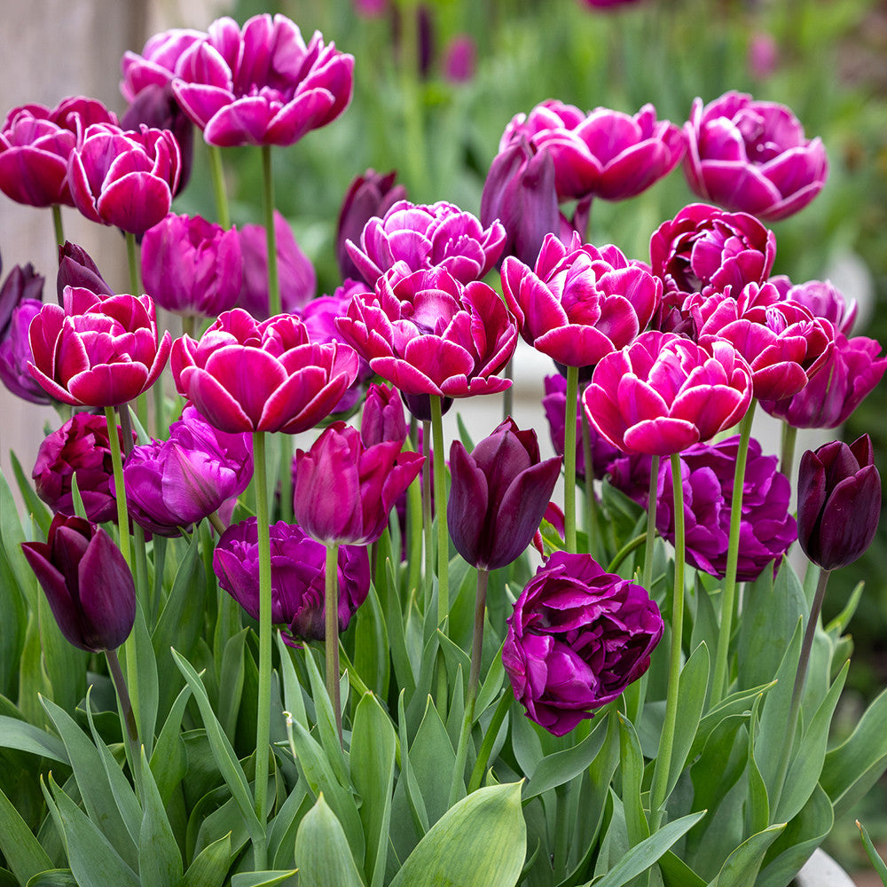 I'm Going to Glyndebourne Tulip Mix
