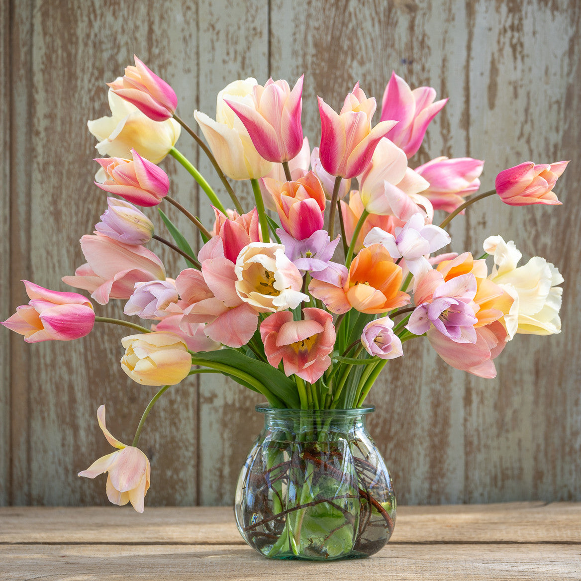 Shells on the Beach Tulip Collection
