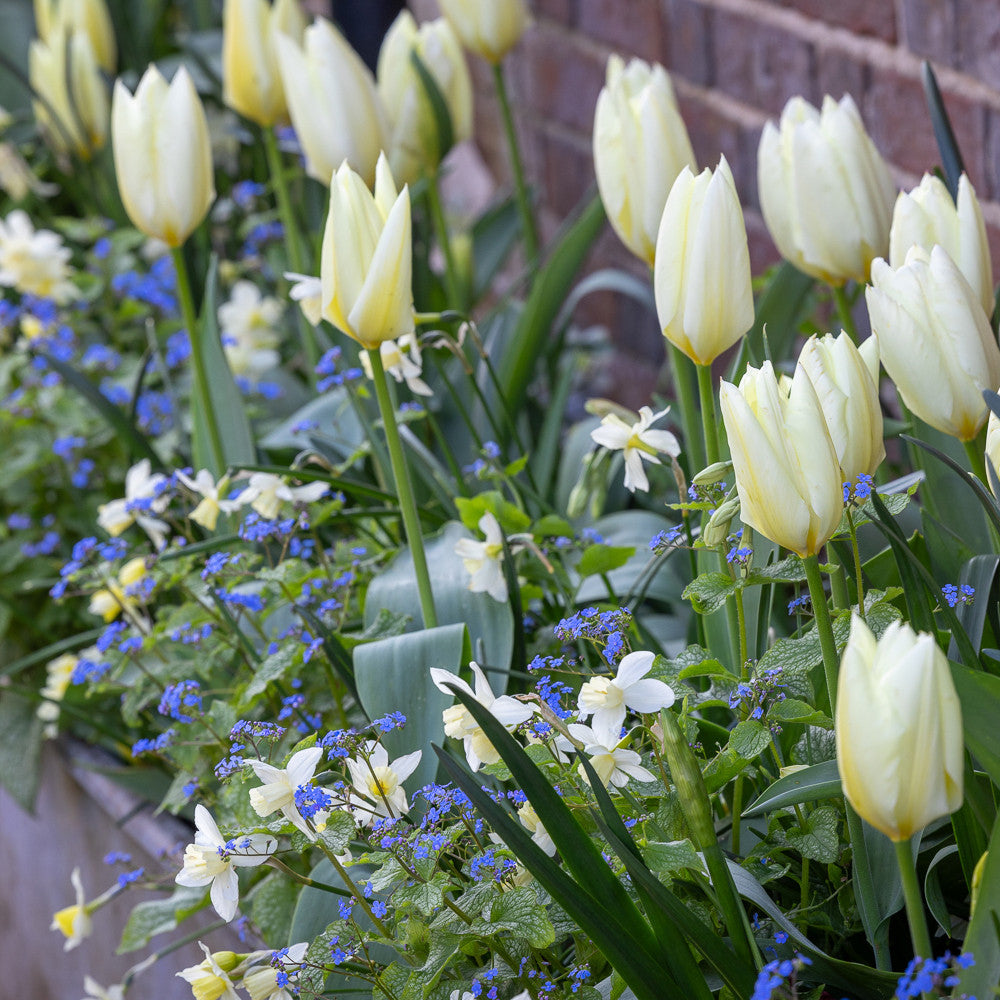Shade Pot Bulb Collection