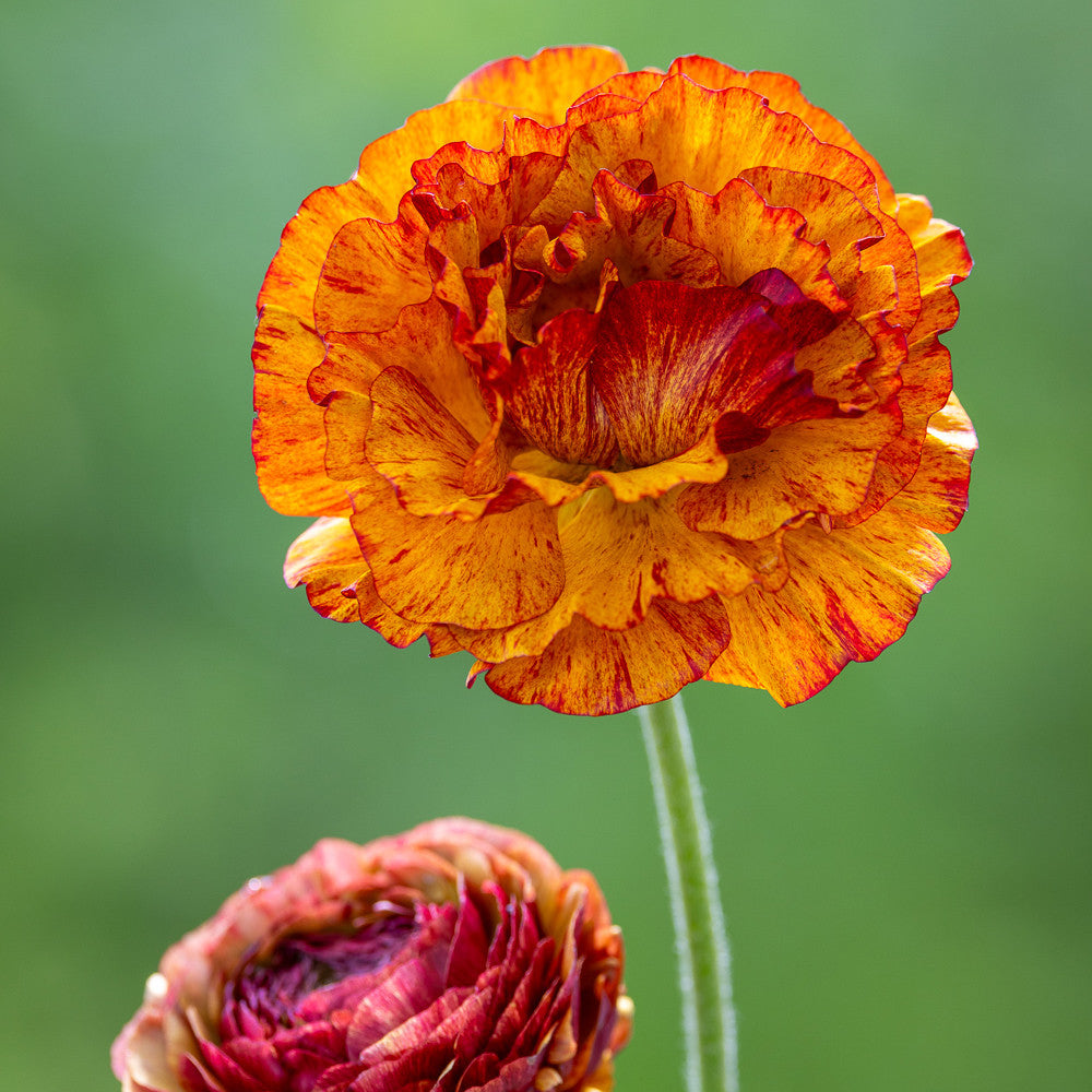 Ranunculus asiaticus 'Aviv Picotee Café' (Aviv Series)