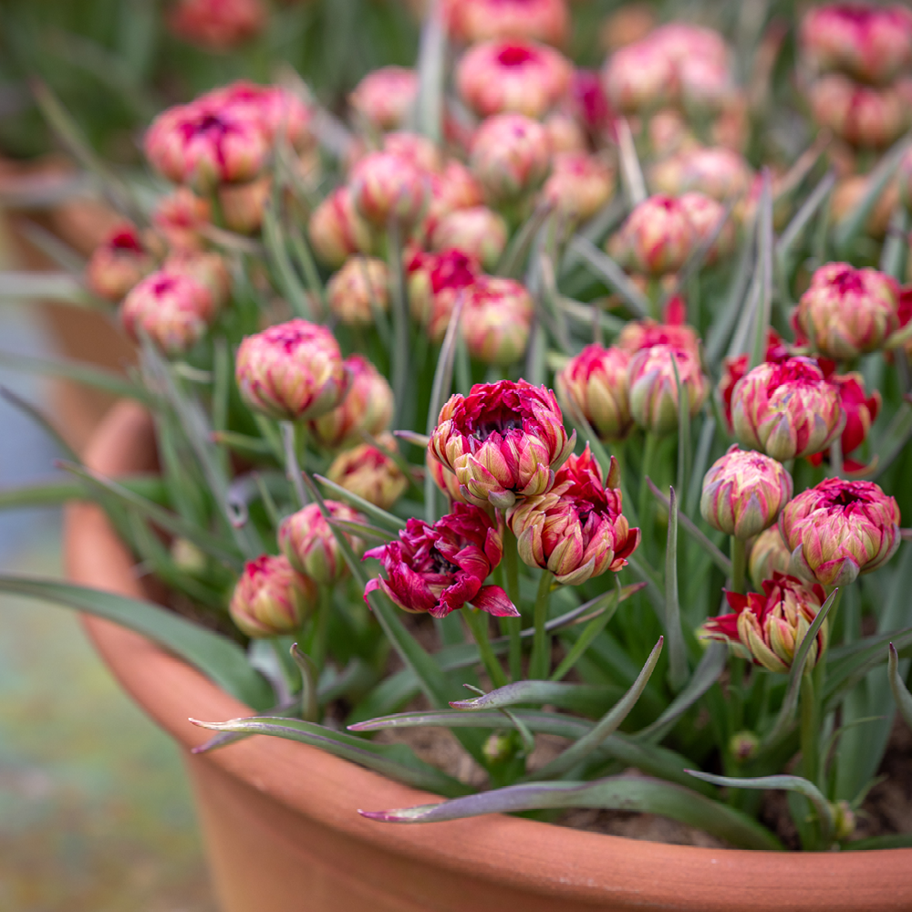 Tulip 'Samantha'