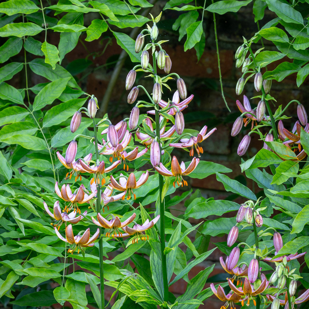 Lilium 'Manitoba Morning' (Martagon)