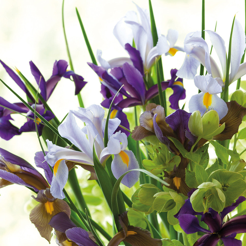 Dutch Iris Mix