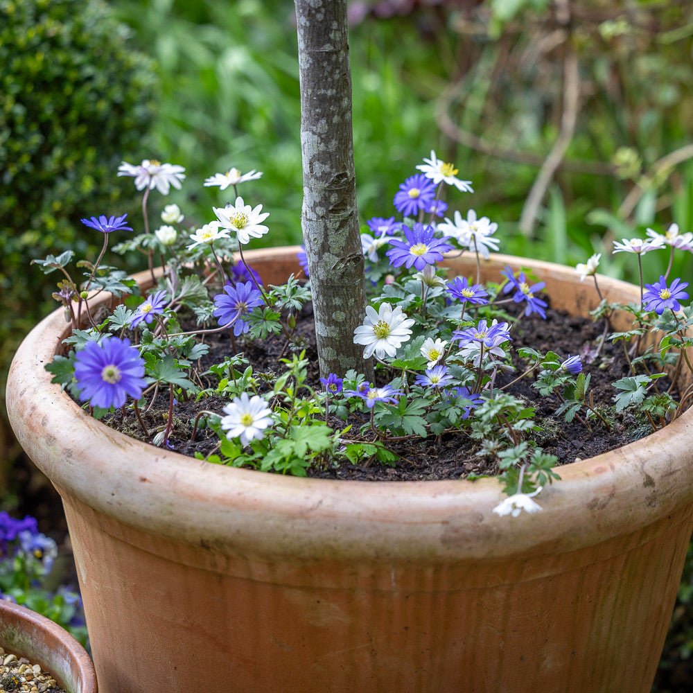 Tom's Underplanting Succession Collection