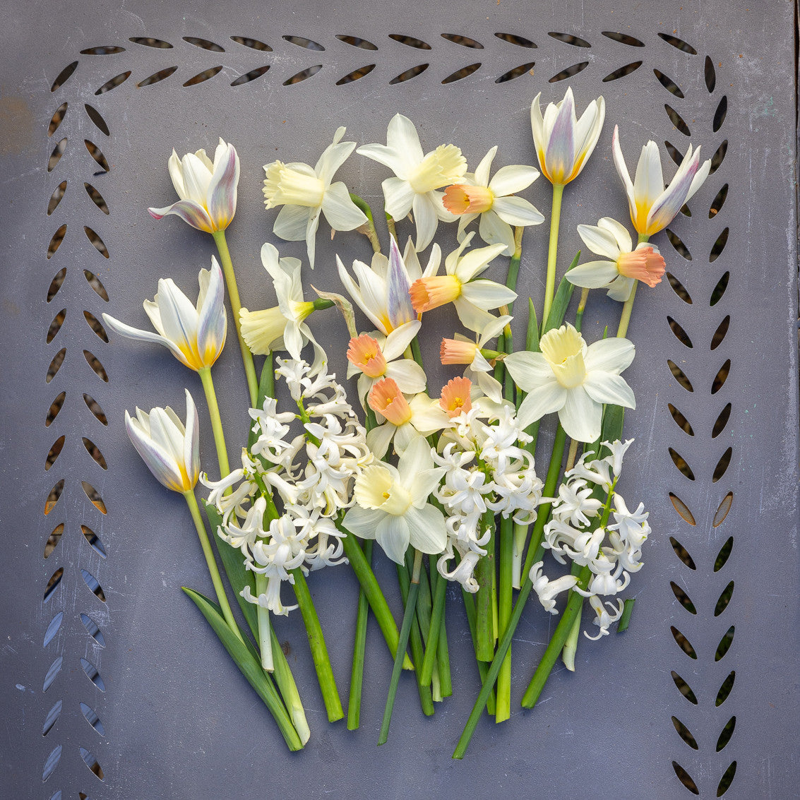 March Marvels Bulb Collection