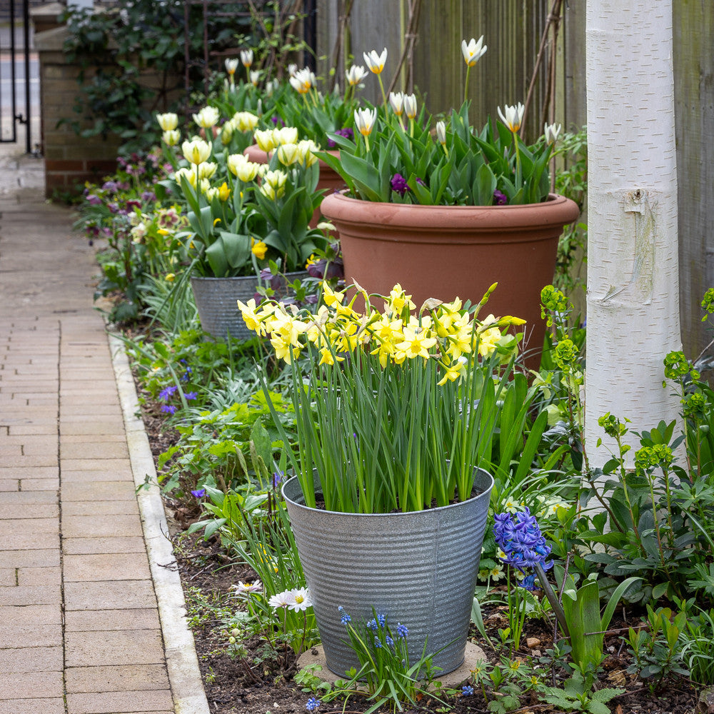 March Marvels Bulb Collection