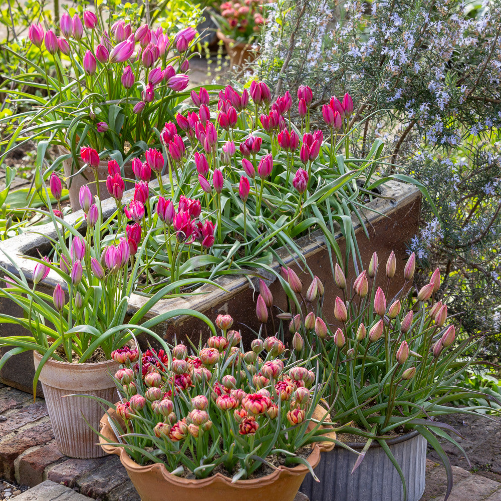 Large Species Tulip Collection