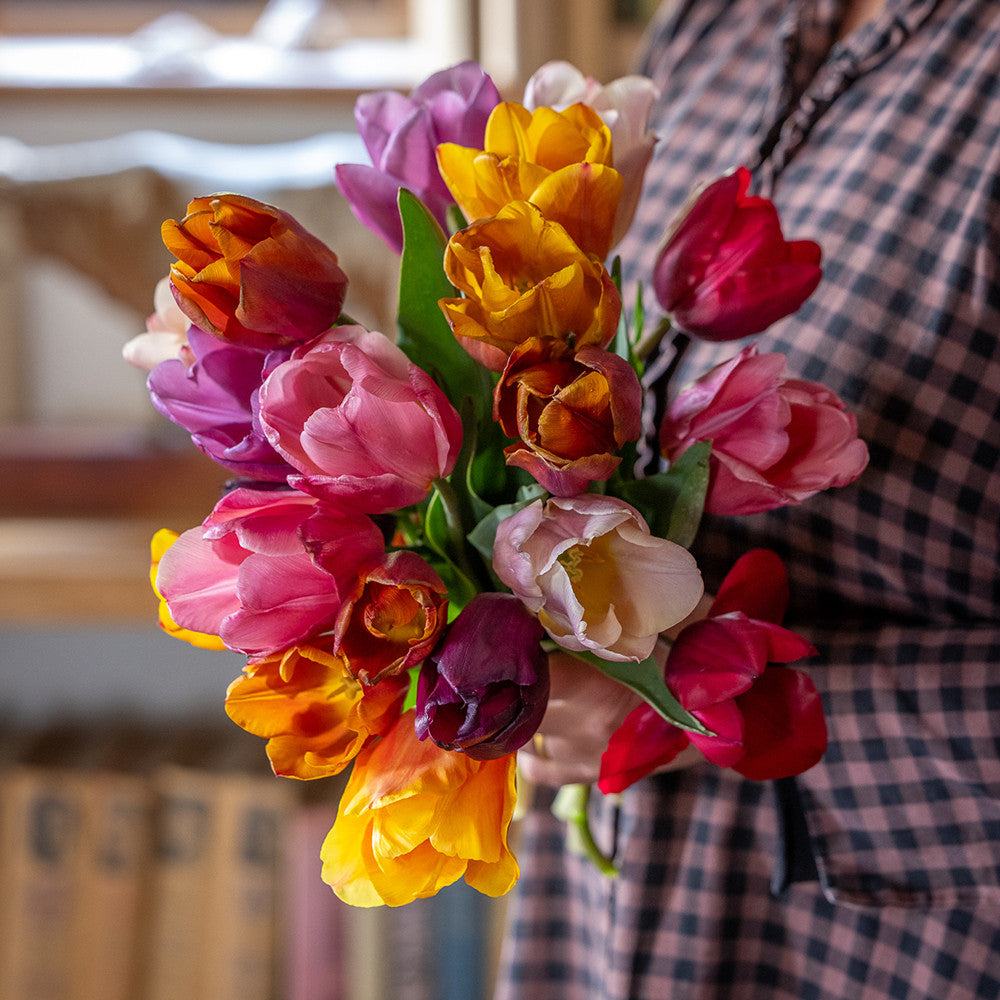 Mellow Tulip Collection