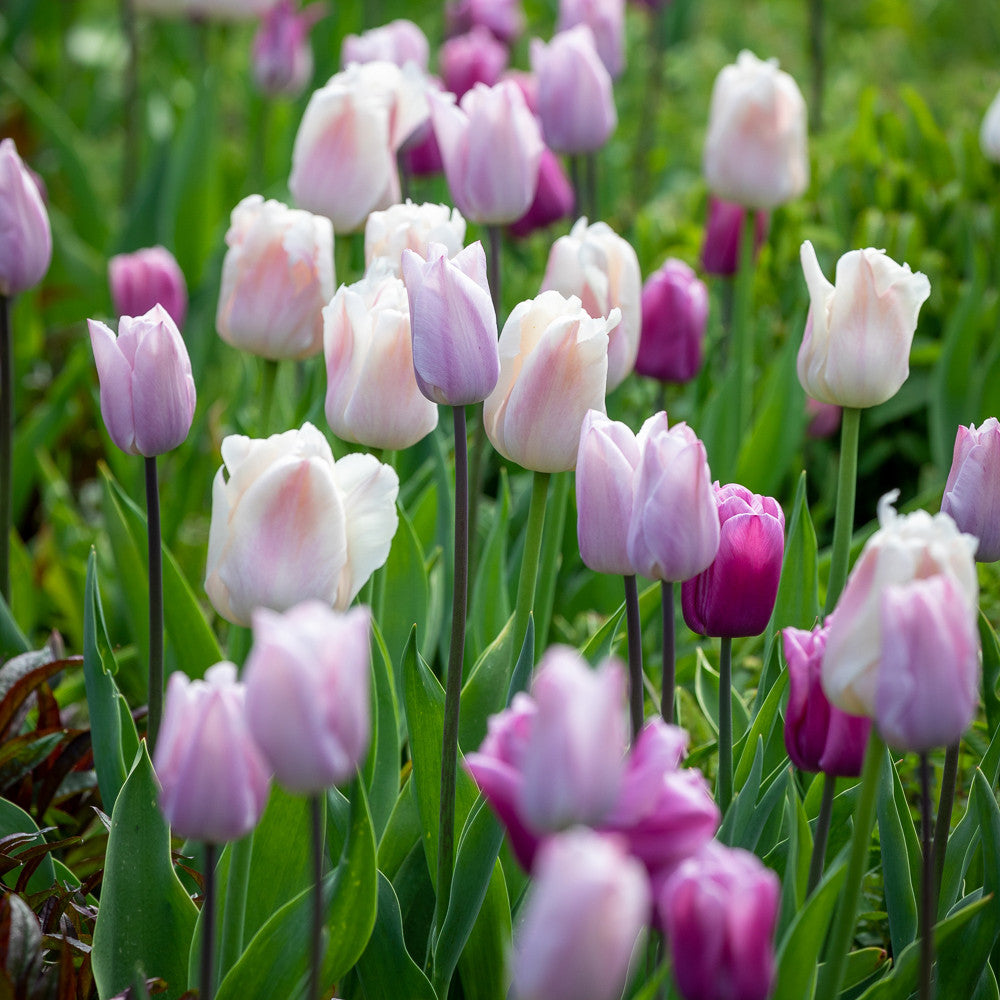 Soft Tulip Colour Splash Mix