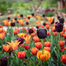 Rich Tulip Colour Splash Mix