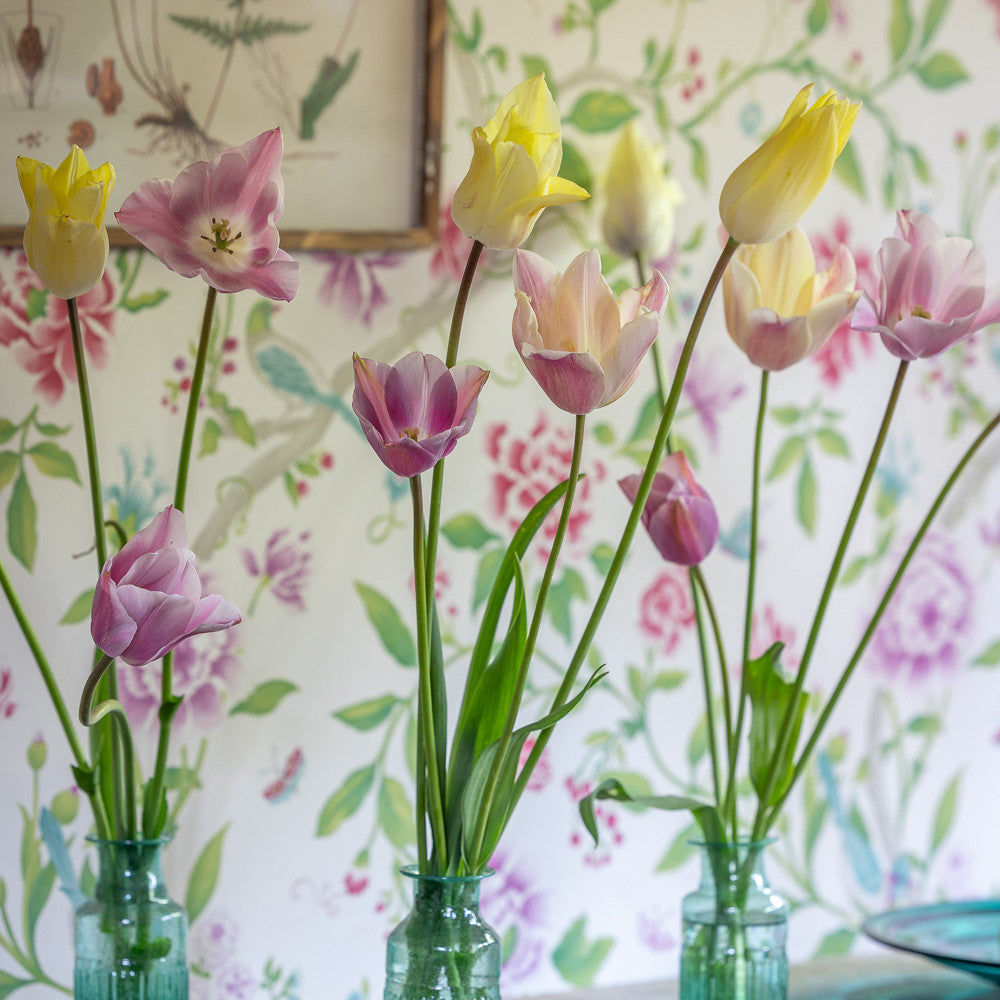 Elegant Border Tulip Collection