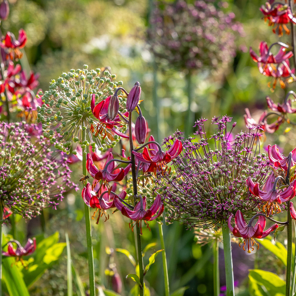 Martagon Lily and Allium Bulb Collection
